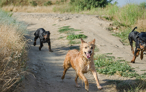 Photo of three dogs running down a dirt road toward the camera