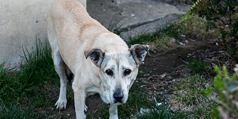 Wide angle photo of a dog looking at the camera