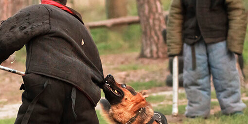Photo of a German Shepard biting someone in a protective suit during training